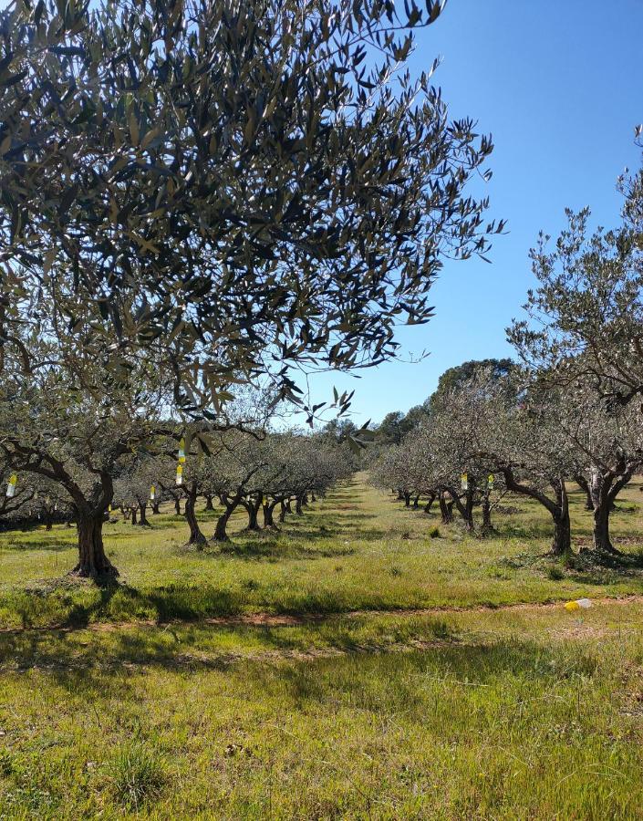 Les Hauts Du Peireguier La Motte Eksteriør billede